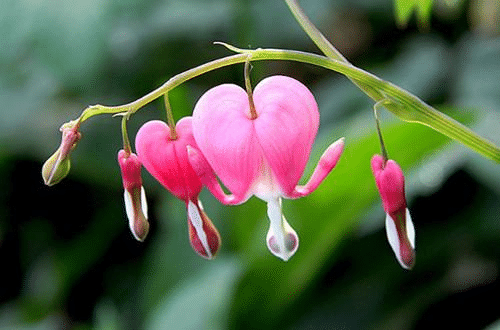 Lamprocapnos Spectabilis Flower Seeds