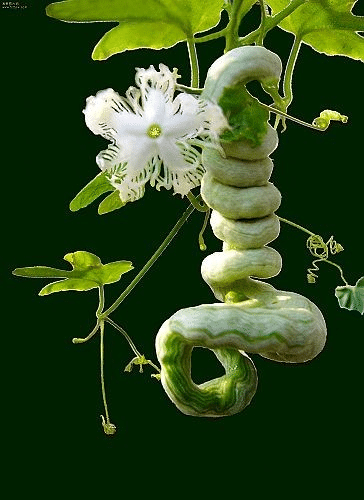 India Snake Gourd Vegetable