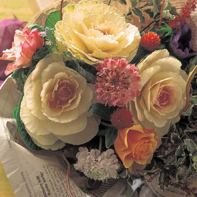 Ornamental Kale Cut Flower Collection Seed