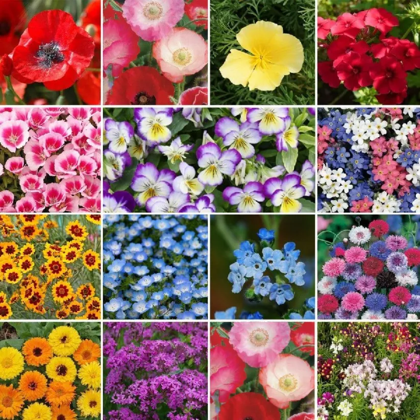 ✨MIDWEST WILDFLOWER SEED MIX —— LOW MAINTENANCE👨‍🌾