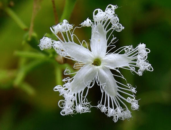 India Snake Gourd Vegetable