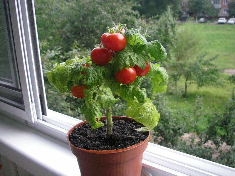 Tomato Seeds Bonsai Balcony Indoor Self-pollinating Vegetable Organic Non GMO