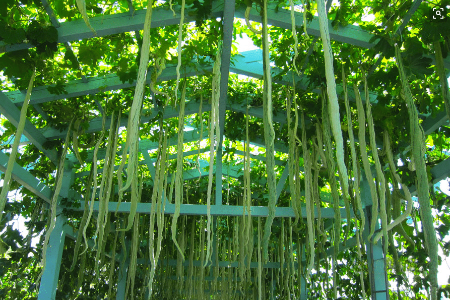 India Snake Gourd Vegetable