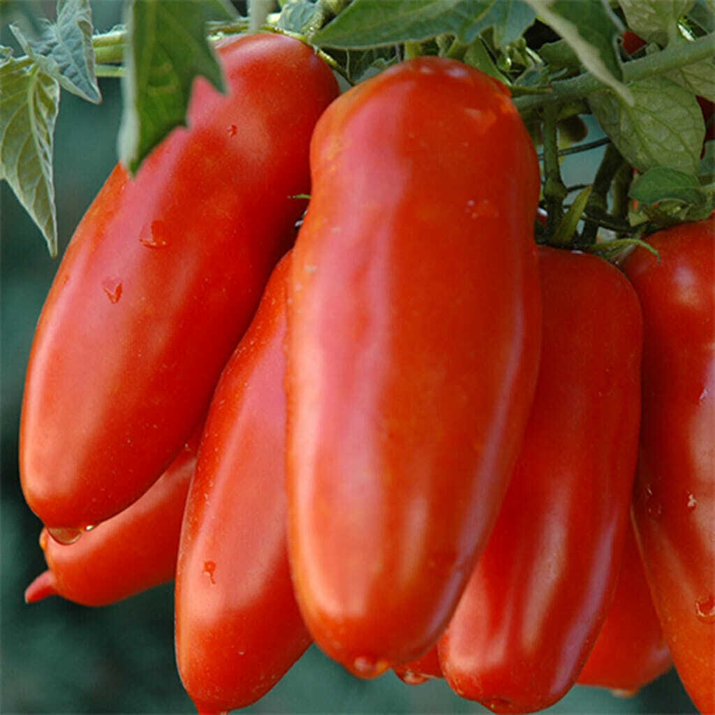 NON GMO Heirloom Tomato Red Banana Seeds