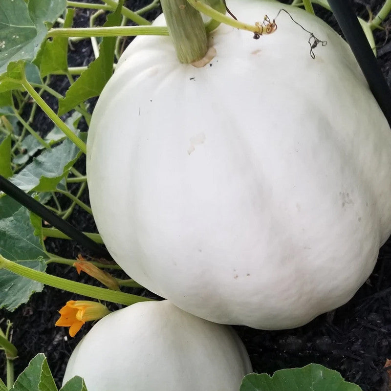 Casper White Pumpkin Seeds