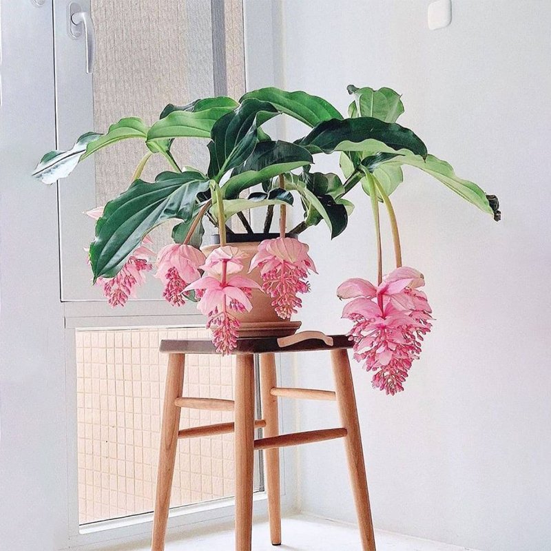 🌺Medinilla Magnifica Flower Seeds