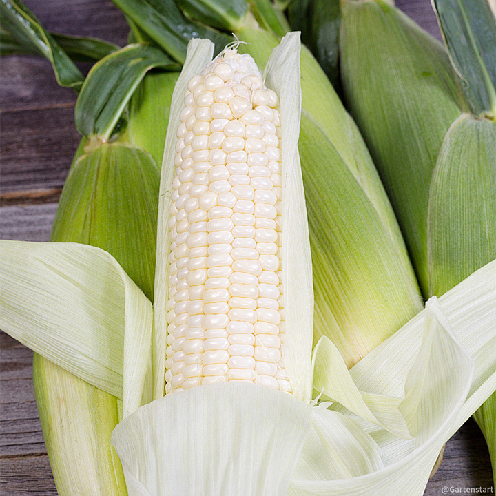 Gem Corn Seeds for Home Vegetable Gardens