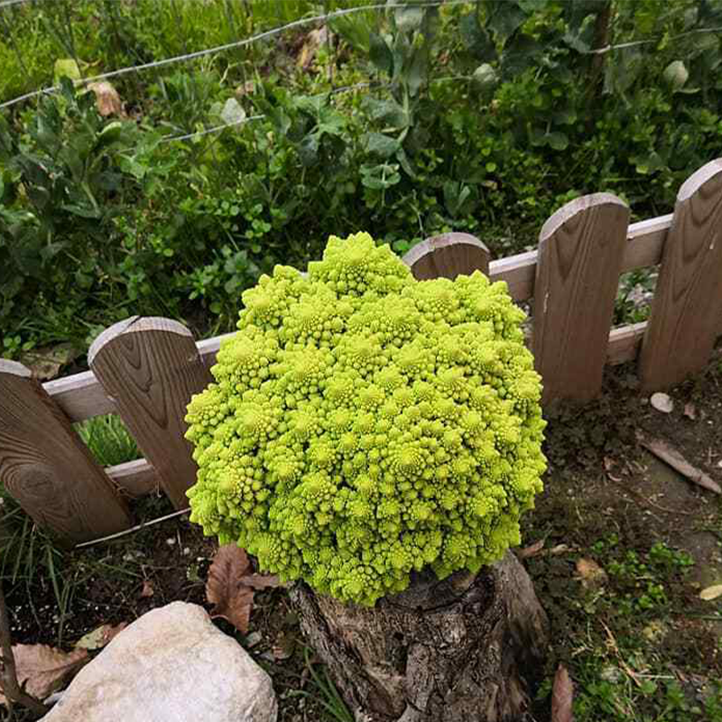 Heirloom Cauliflower - Broccoli ''Romanesco Precoce'' ~50/100 Seeds