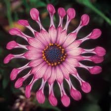 Osteospermum Mix Seeds-Spider-Daisy- Rare