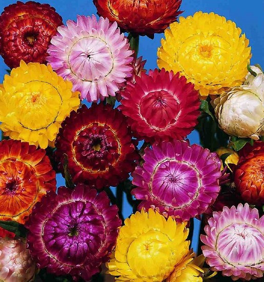 100 Seeds-Mixed Strawflowers Helichrysum Flower Seeds-Everlasting Daisy