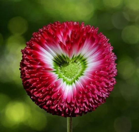 Aster Formula Mixed Colors - Flower Seeds