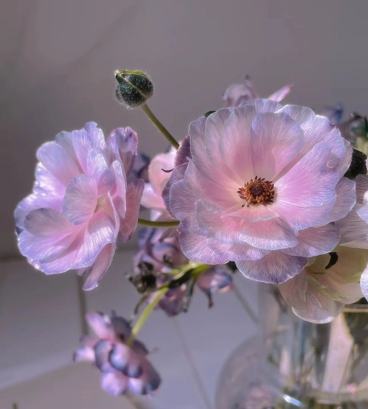 🦋Powdery Purple Butterfly Ranunculus