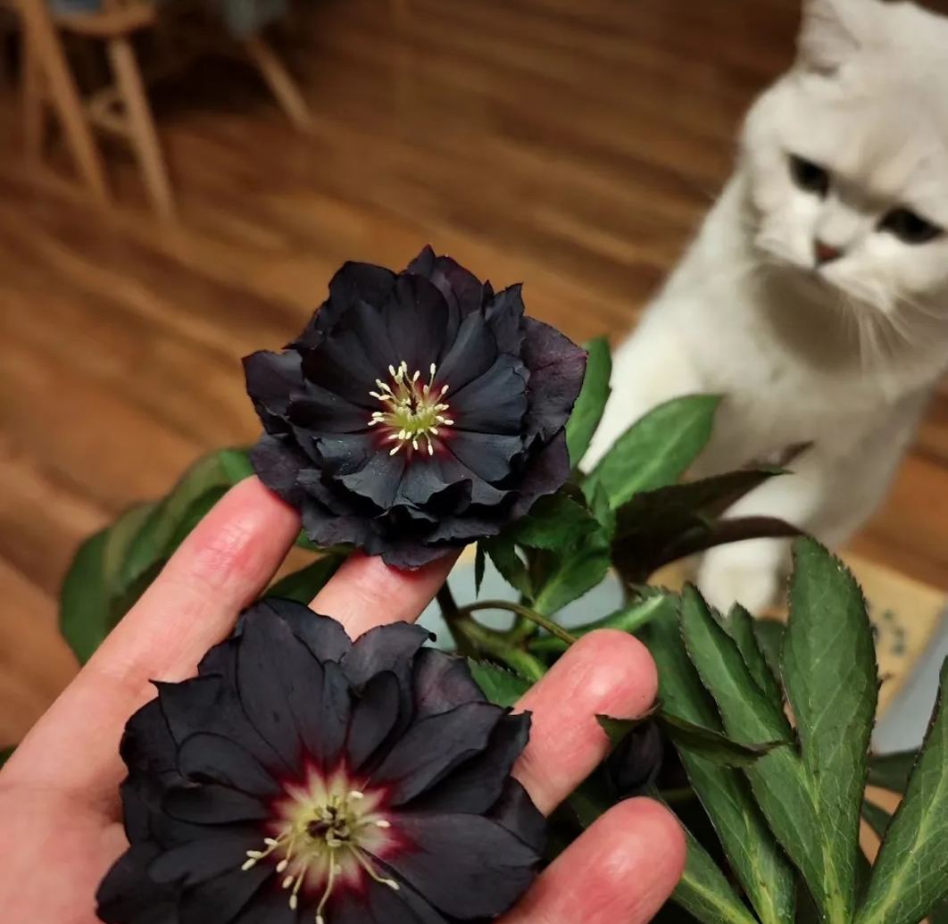 Christmas Rose-Black Hellebore