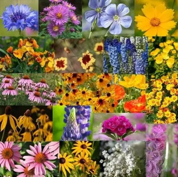 ✨MIDWEST WILDFLOWER SEED MIX —— LOW MAINTENANCE👨‍🌾