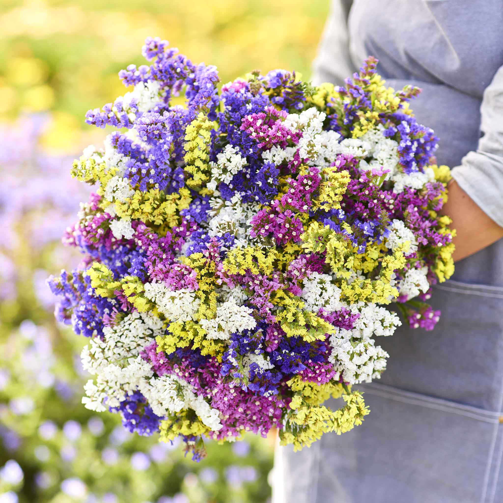 Pacific Mix Wayleaf Sea Lavender