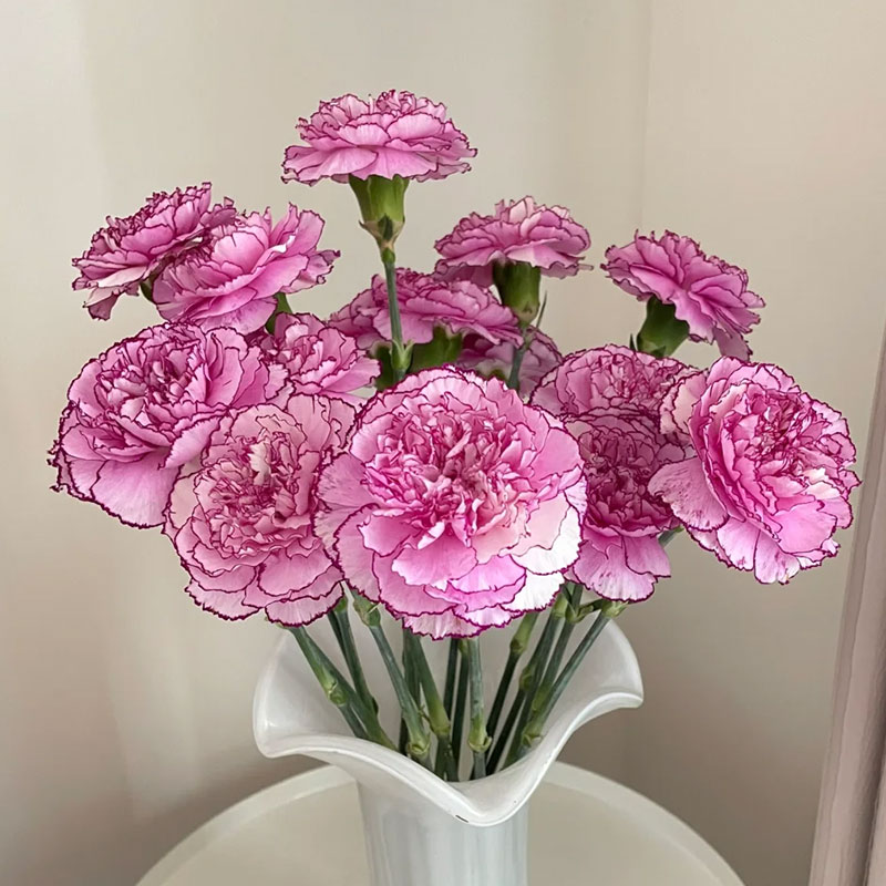 🔥Hot Sale🔥Colorful Carnation Seeds
