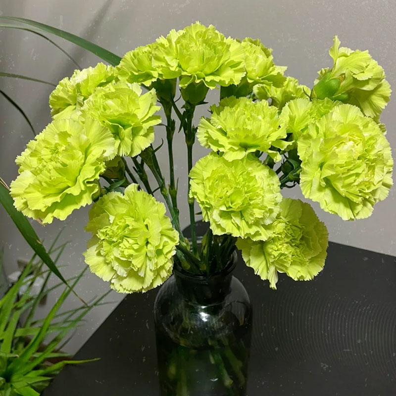 Colorful Carnation Seeds