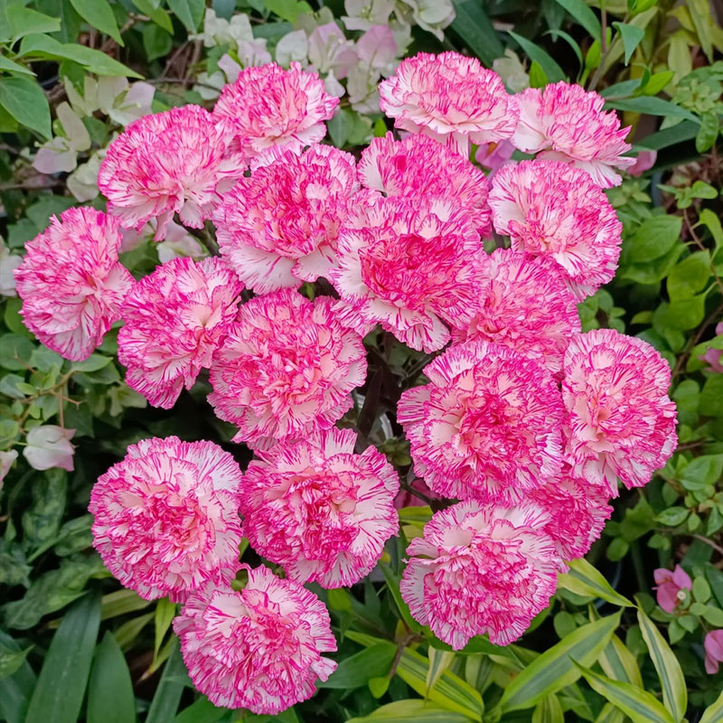 Colorful Carnation Seeds