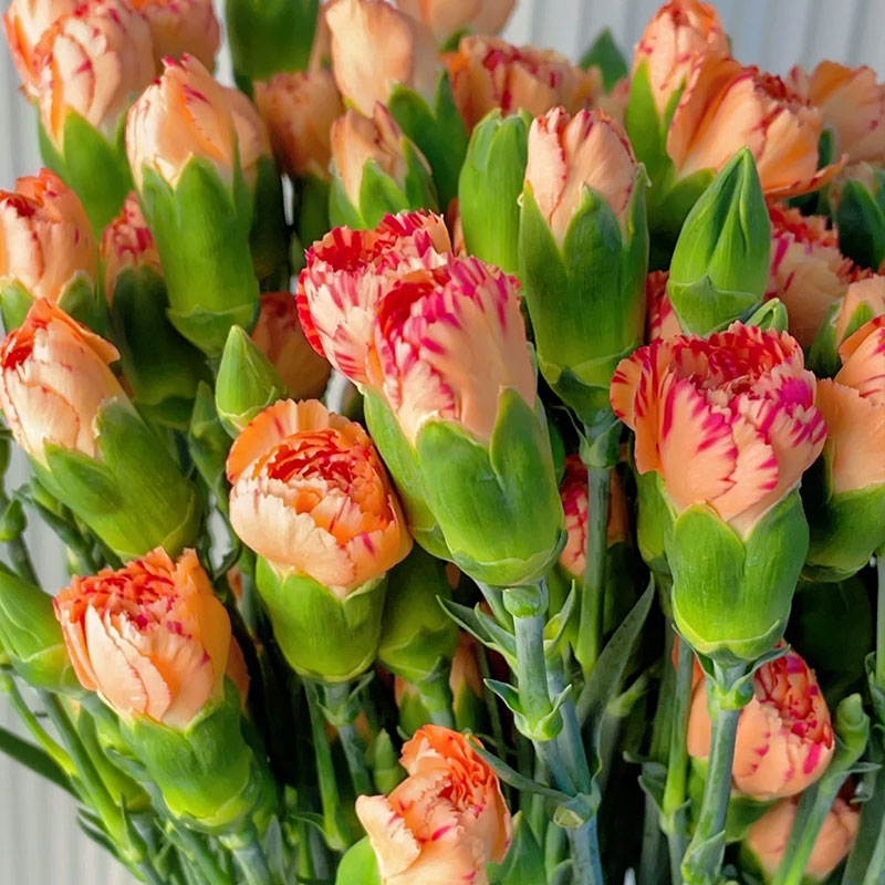 Colorful Carnation Seeds