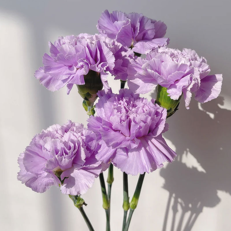 Colorful Carnation Seeds