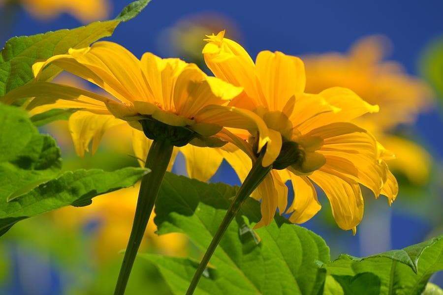 Mexican Sunflower Seeds - Yellow (Tithonia Speciosa Yellow Torch)  Seeds.