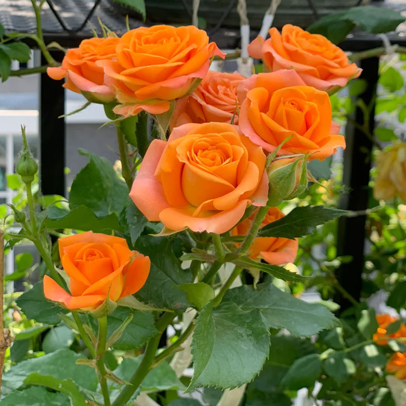 🌹Colorful Roses Seeds🌹