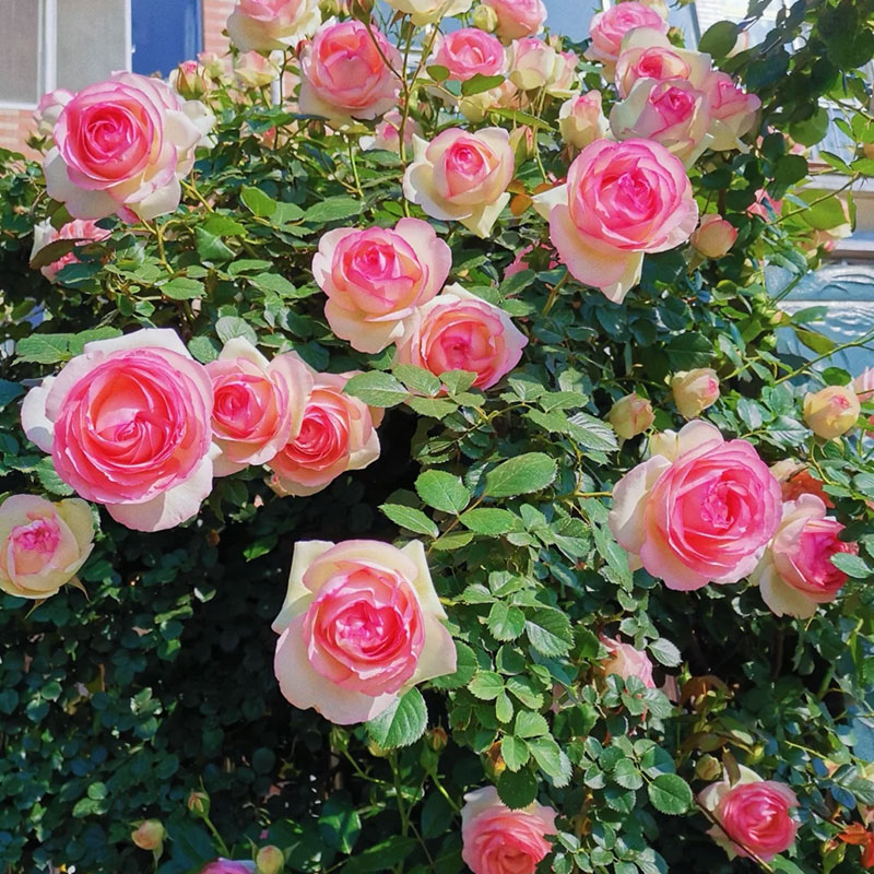 🌹Colorful Roses Seeds🌹