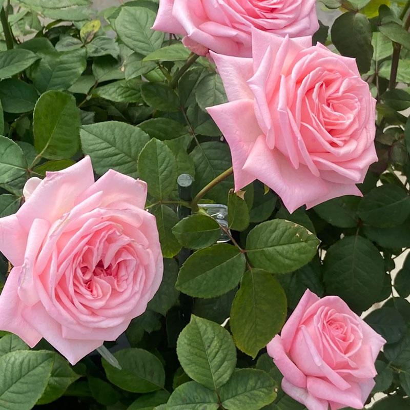 🌹Colorful Roses Seeds🌹
