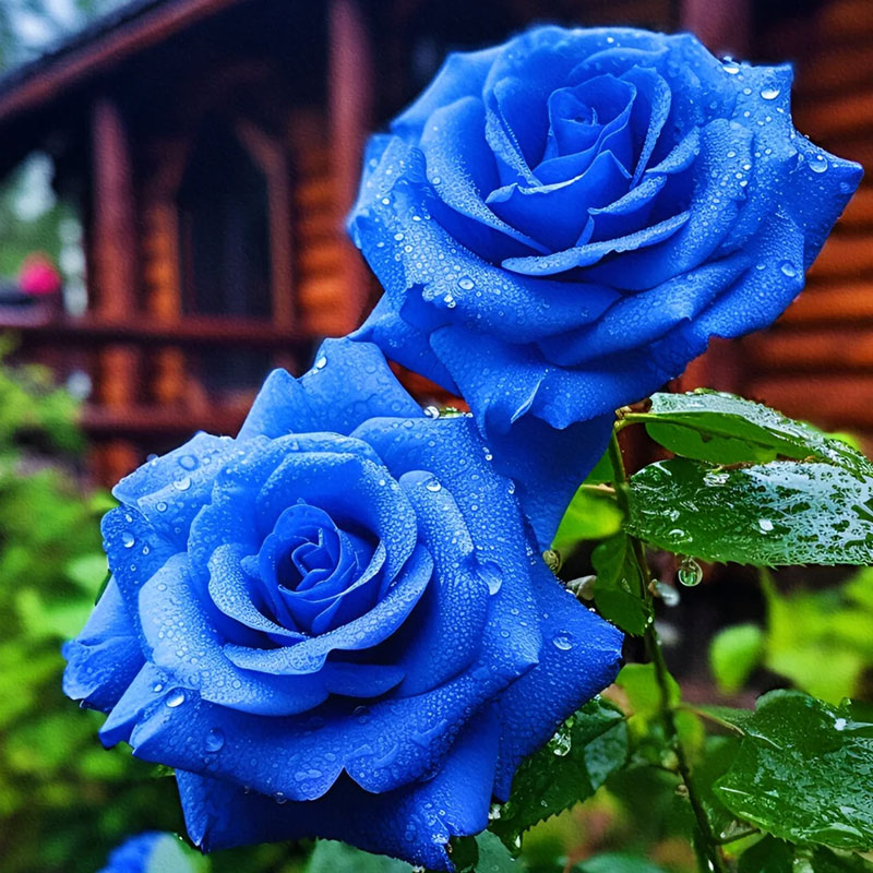 🌹Colorful Roses Seeds🌹