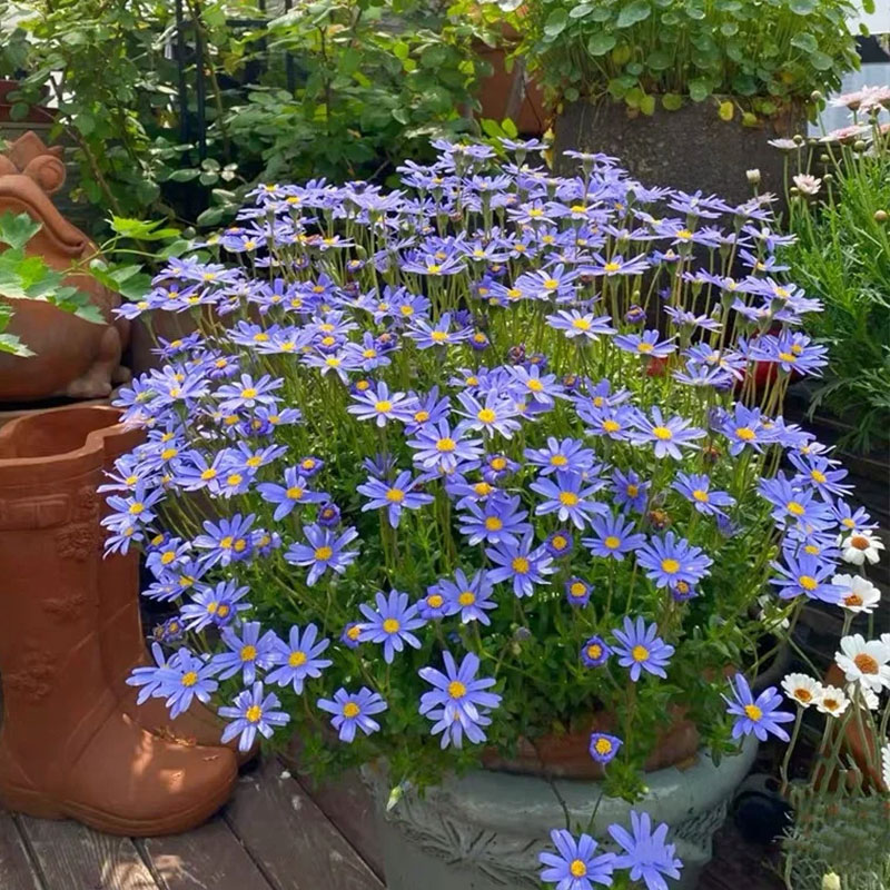 🔥Hot Sale🔥 Mixed Perennial Pyrethrum Seeds