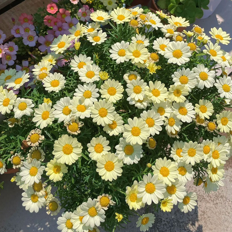 🔥Hot Sale🔥 Mixed Perennial Pyrethrum Seeds