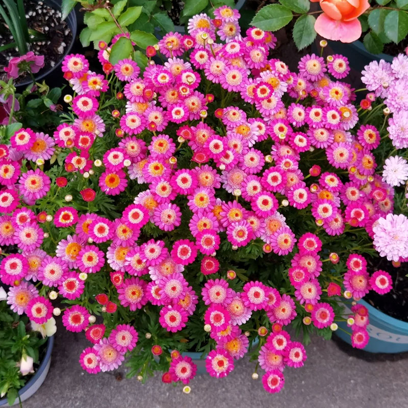 🔥Hot Sale🔥 Mixed Perennial Pyrethrum Seeds