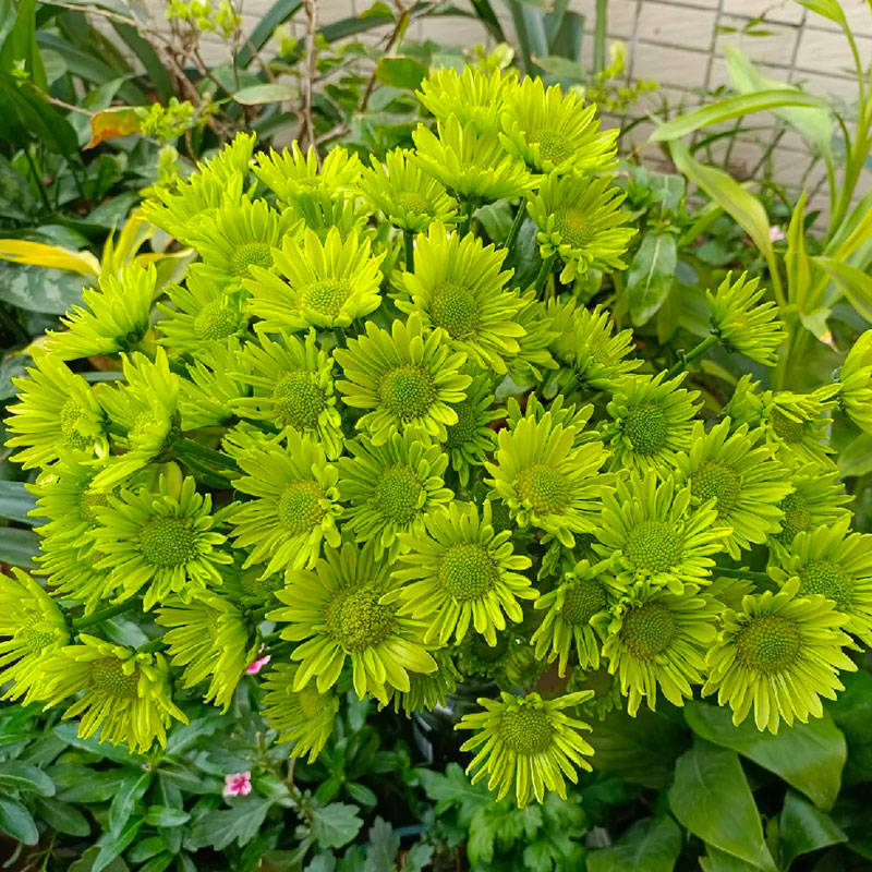 🔥Hot Sale🔥 Mixed Perennial Pyrethrum Seeds