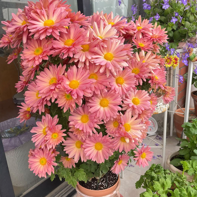 🔥Hot Sale🔥 Mixed Perennial Pyrethrum Seeds