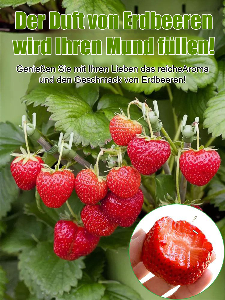 🍓 Die beste Zeit, um Erdbeeren zu pflanzen, einfach zu pflanzen und am Leben zu erhalten
