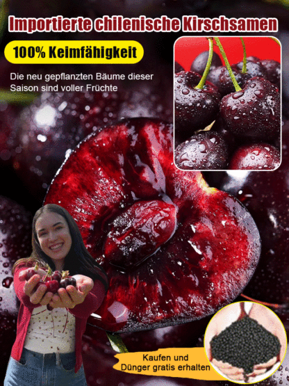 Hochwertige Kirschkerne, Früchte in drei Monaten, leicht anzubauen, Dünne Haut, dickes Fleisch, süß und lecker.