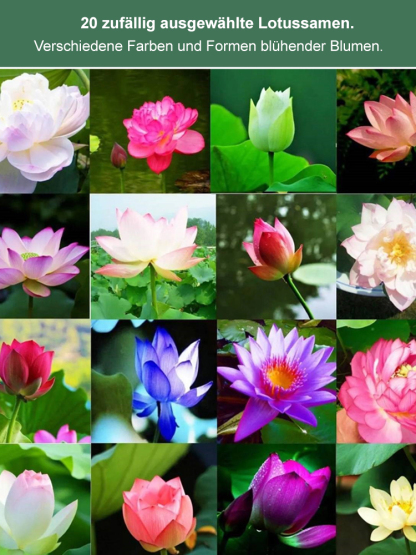 【Sehr hohe Keimrate】Glück bringende Geldschalen-Seerose🪷
