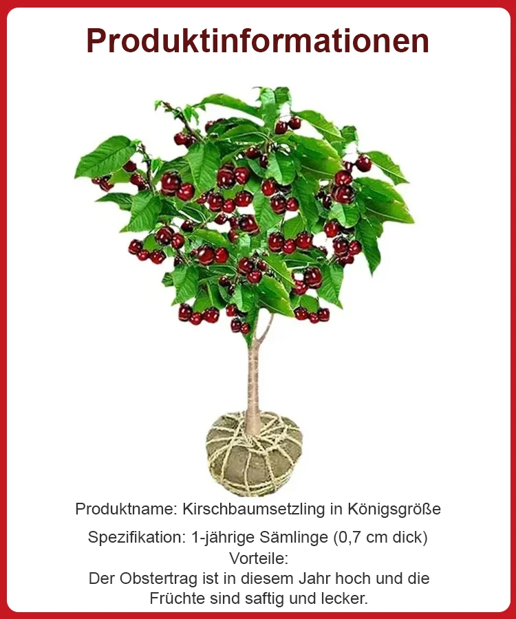 🌟Von Ernährungswissenschaftlern empfohlen🍒Süße und köstliche Kirschen🍒Groß, prall, saftig🤩
