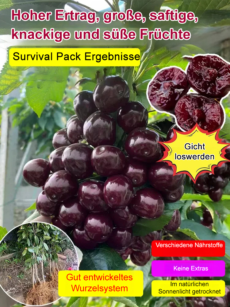 Sadzonka Chelsea Cherry,95 % Überlebensrate🍒🍒🍒