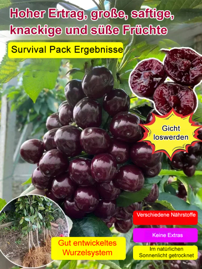 Sadzonka Chelsea Cherry,95 % Überlebensrate🍒🍒🍒