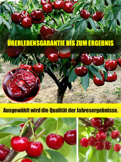 Hochwertige Kirschkerne, Früchte in drei Monaten, leicht anzubauen, Dünne Haut, dickes Fleisch, süß und lecker.