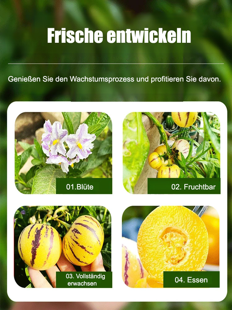 Süße und köstliche Langlebigkeitsfrucht, 99,9 % Frucht
