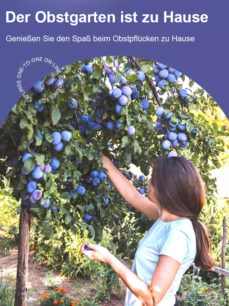 [Fördert die Verdauung und reduziert Bauchfett] Blue Honey Goddess Prune Seeds