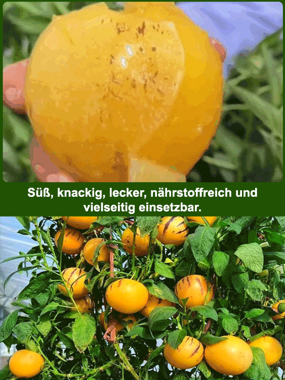 Süße und köstliche Langlebigkeitsfrucht, 99,9 % Frucht