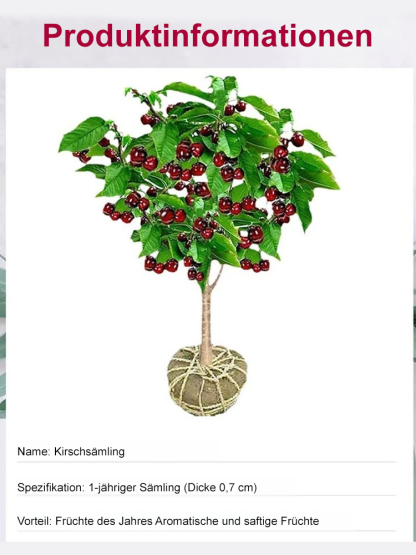 Sadzonka Chelsea Cherry,95 % Überlebensrate🍒🍒🍒