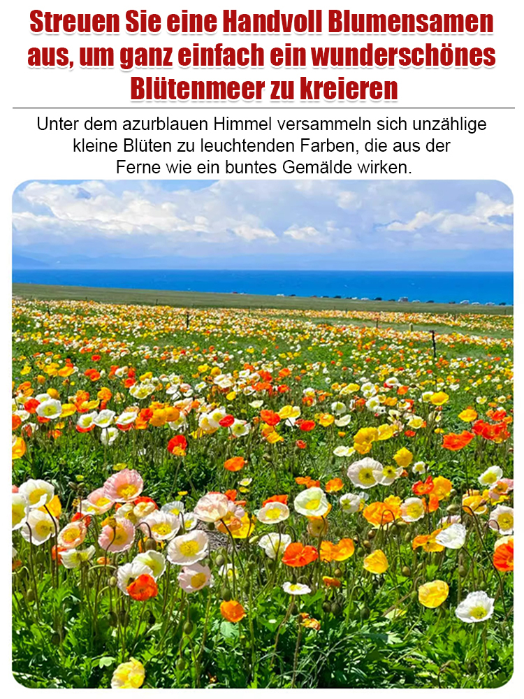 【Vier-Jahreszeiten-Blumen】Blumenmeer-Kombinationssamen💐
