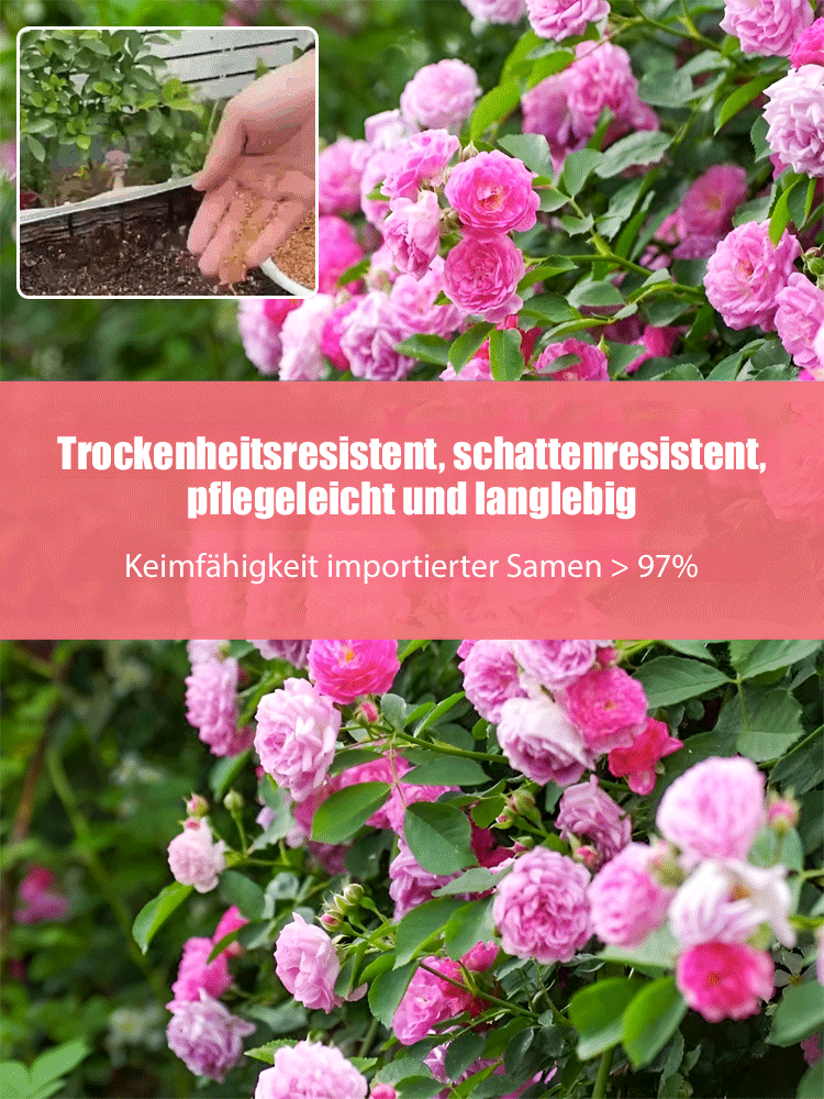 [Ganzjährig blühende] Kletterrosen-Samen, 2 Stück für nur 44 €🪷