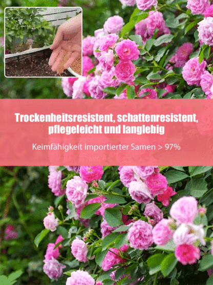 [Ganzjährig blühende] Kletterrosen-Samen, 2 Stück für nur 44 €🪷