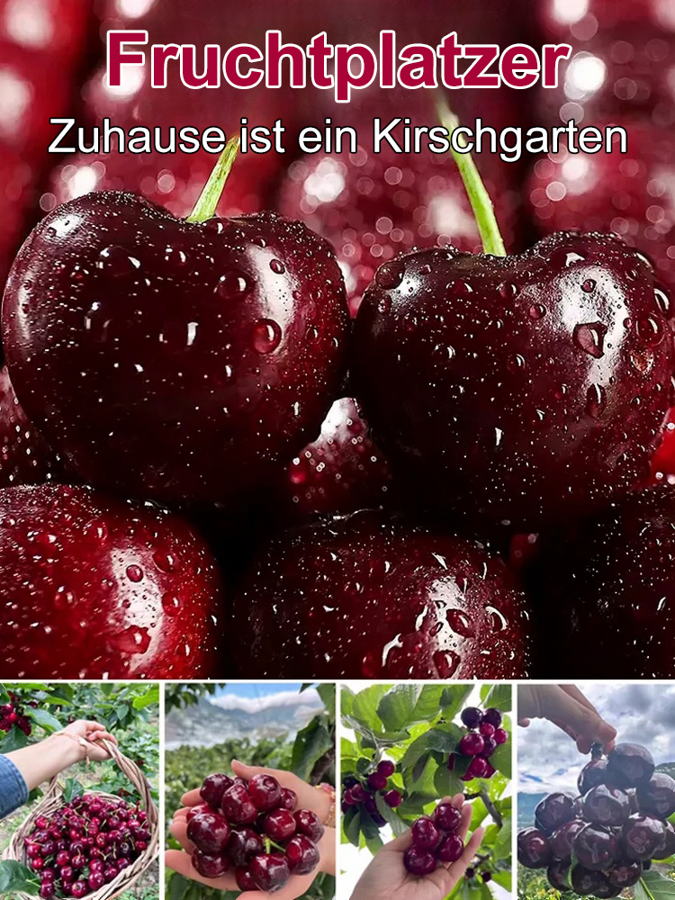 Sadzonka Chelsea Cherry,95 % Überlebensrate🍒🍒🍒