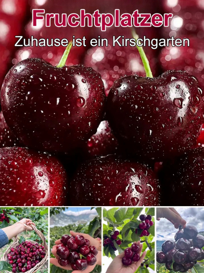 Sadzonka Chelsea Cherry,95 % Überlebensrate🍒🍒🍒